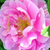 Ružičasta - Grmolike ruže - Thérèse Bugnet